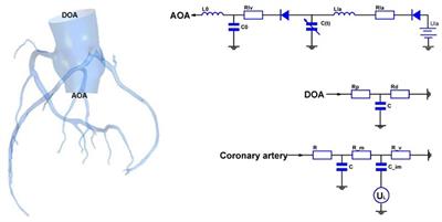 Hemodynamic Mechanism of Coronary Artery Aneurysm High Occurrence on Right Coronary Artery